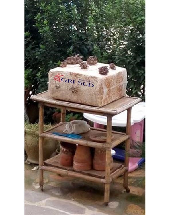 Balle di Fungo Pleurotus